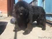 Превью фото № 158231