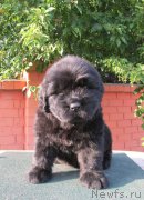 Превью фото № 158276