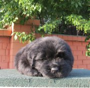 Превью фото № 158282