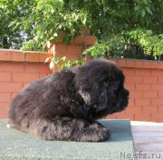 Превью фото № 158283