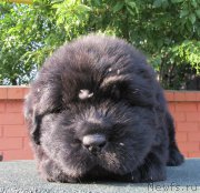 Превью фото № 158285