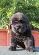 Превью фото № 158286