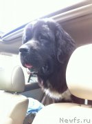 Превью фото № 158316