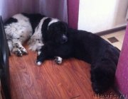 Превью фото № 158319