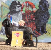 Превью фото № 158373