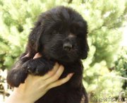 Превью фото № 158390