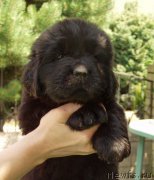 Превью фото № 158391