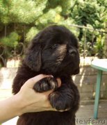 Превью фото № 158392