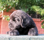 Превью фото № 158430