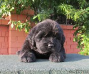 Превью фото № 158431