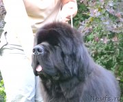 Превью фото № 158578