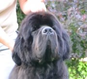 Превью фото № 158582