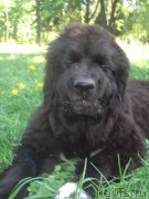 Превью фото № 158620