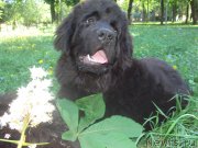 Превью фото № 158624