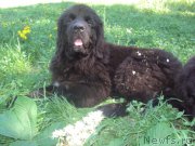 Превью фото № 158627