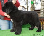 Превью фото № 158765