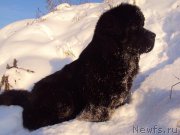 Превью фото № 158790