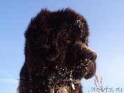 Превью фото № 158791