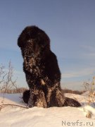 Превью фото № 158792