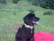 Превью фото № 158863