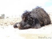 Превью фото № 158877