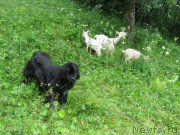 Превью фото № 158916