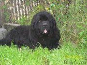 Превью фото № 158928