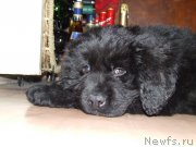 Превью фото № 158932