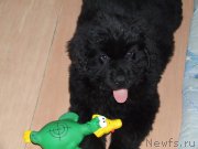 Превью фото № 158933