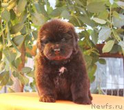 Превью фото № 158947