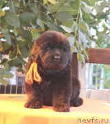 Превью фото № 158973