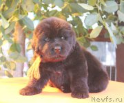 Превью фото № 158974