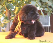 Превью фото № 158975