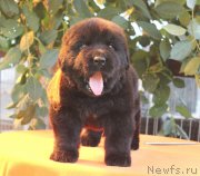 Превью фото № 158976