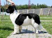 Превью фото № 159008