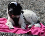 Превью фото № 159116