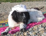 Превью фото № 159119