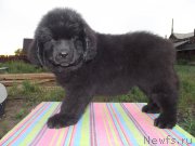 Превью фото № 159123