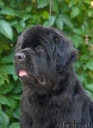 Превью фото № 159181