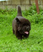 Превью фото № 159217