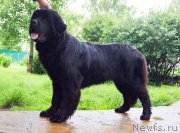 Превью фото № 159239