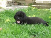 Превью фото № 159280