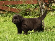 Превью фото № 159285