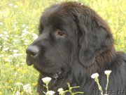 Превью фото № 159360