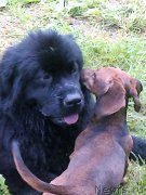 Превью фото № 159371