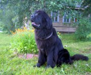 Превью фото № 159380