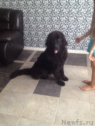 Превью фото № 159455