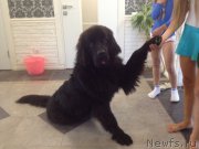 Превью фото № 159456