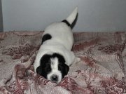 Превью фото № 159479