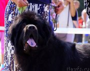 Превью фото № 159495